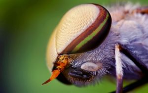 Preview wallpaper insect, head, eyes, close-up