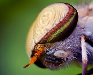 Preview wallpaper insect, head, eyes, close-up