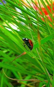 Preview wallpaper insect, ladybug, grass, crawl