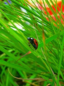 Preview wallpaper insect, ladybug, grass, crawl