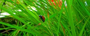 Preview wallpaper insect, ladybug, grass, crawl