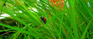 Preview wallpaper insect, ladybug, grass, crawl