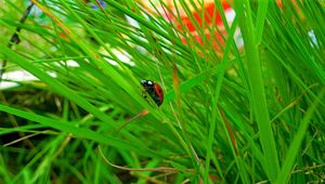 Preview wallpaper insect, ladybug, grass, crawl