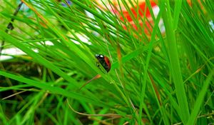 Preview wallpaper insect, ladybug, grass, crawl