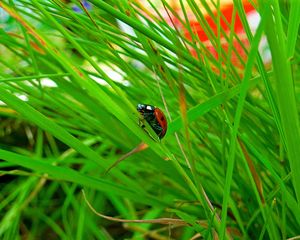 Preview wallpaper insect, ladybug, grass, crawl