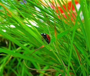 Preview wallpaper insect, ladybug, grass, crawl