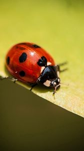 Preview wallpaper insect, ladybug, plants, leaves