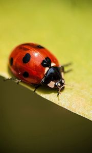 Preview wallpaper insect, ladybug, plants, leaves