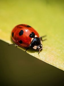 Preview wallpaper insect, ladybug, plants, leaves