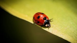Preview wallpaper insect, ladybug, plants, leaves