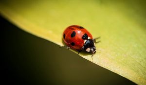 Preview wallpaper insect, ladybug, plants, leaves