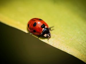 Preview wallpaper insect, ladybug, plants, leaves