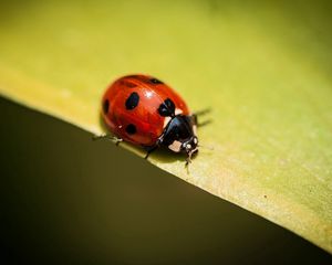 Preview wallpaper insect, ladybug, plants, leaves