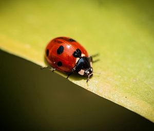 Preview wallpaper insect, ladybug, plants, leaves