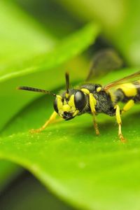 Preview wallpaper insect, leaf, grass, color