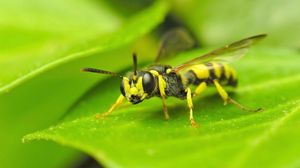 Preview wallpaper insect, leaf, grass, color