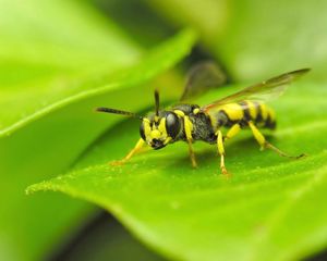 Preview wallpaper insect, leaf, grass, color