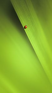 Preview wallpaper insect, leaf, macro, green