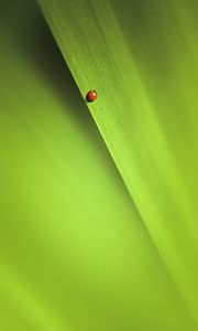 Preview wallpaper insect, leaf, macro, green