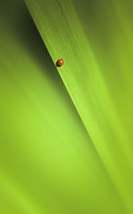 Preview wallpaper insect, leaf, macro, green