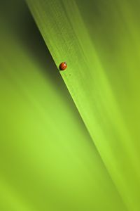 Preview wallpaper insect, leaf, macro, green