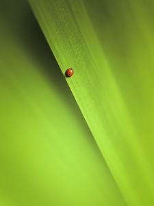 Preview wallpaper insect, leaf, macro, green