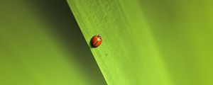 Preview wallpaper insect, leaf, macro, green