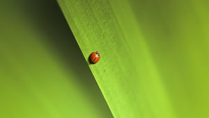 Preview wallpaper insect, leaf, macro, green