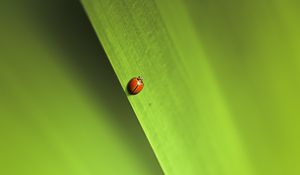 Preview wallpaper insect, leaf, macro, green