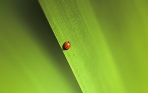 Preview wallpaper insect, leaf, macro, green