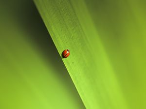 Preview wallpaper insect, leaf, macro, green