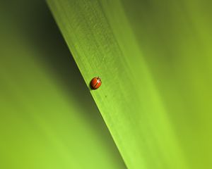 Preview wallpaper insect, leaf, macro, green