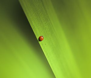 Preview wallpaper insect, leaf, macro, green