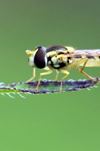 Preview wallpaper insect, leaf, macro