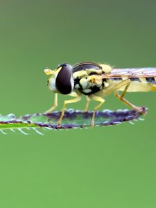 Preview wallpaper insect, leaf, macro