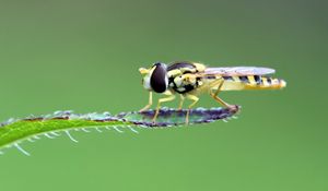 Preview wallpaper insect, leaf, macro