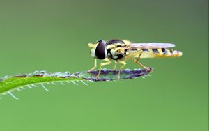 Preview wallpaper insect, leaf, macro