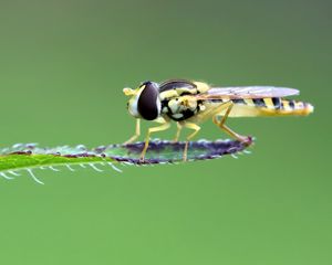 Preview wallpaper insect, leaf, macro