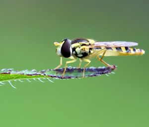 Preview wallpaper insect, leaf, macro