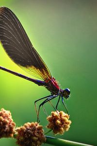 Preview wallpaper insect, light, wings, blinding