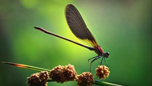 Preview wallpaper insect, light, wings, blinding