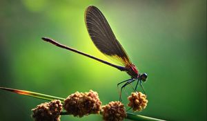 Preview wallpaper insect, light, wings, blinding