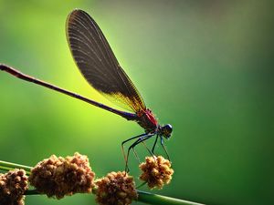 Preview wallpaper insect, light, wings, blinding