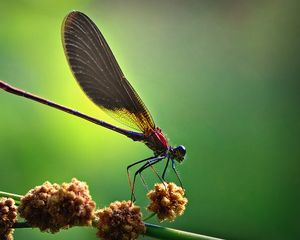 Preview wallpaper insect, light, wings, blinding