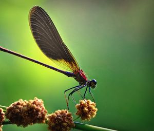 Preview wallpaper insect, light, wings, blinding