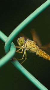 Preview wallpaper insect, net, metal, crawl