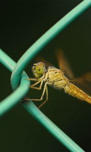 Preview wallpaper insect, net, metal, crawl