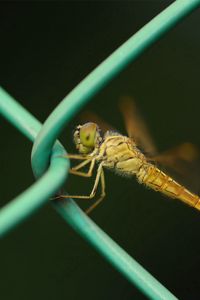 Preview wallpaper insect, net, metal, crawl