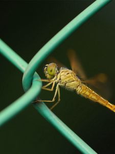 Preview wallpaper insect, net, metal, crawl