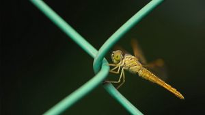 Preview wallpaper insect, net, metal, crawl